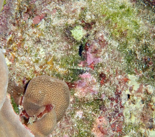 Eviota teresae