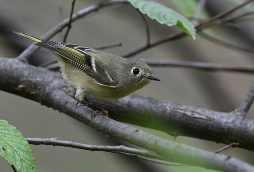 Ruby-crowned Kinglet photographed in Missouri
