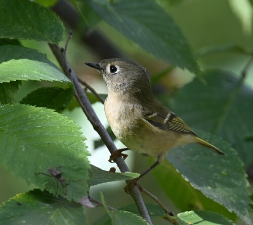 Ruby-crowned Kinglet photographed in Missouri