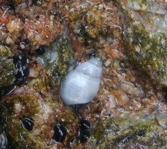 Echinolittorina modesta