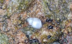 Echinolittorina modesta