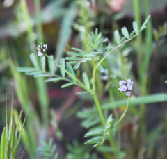 Astragalus didymocarpus