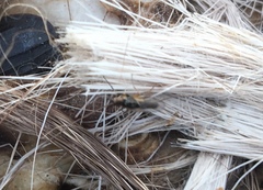 Prochyliza xanthostoma