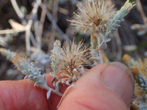 Image of Brickellia nevinii by (c) George Williams, some rights reserved (CC BY)
