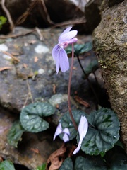 Viola formosana