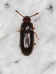 Pharaxonotha kirschii