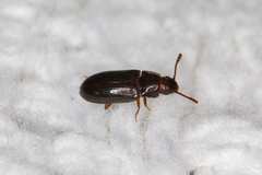 Pharaxonotha kirschii