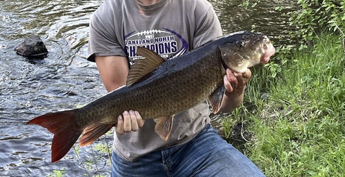 River redhorse (Moxostoma carinatum) — Catostomidae — 3