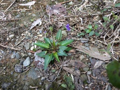 Viola inconspicua nagasakiensis