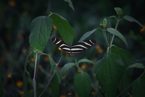 Mariposa cebra de alas largas