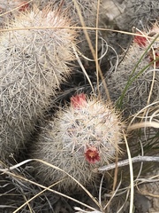 Mammillaria pottsii