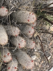 Mammillaria pottsii