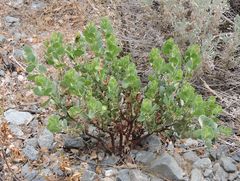 Arctostaphylos patula