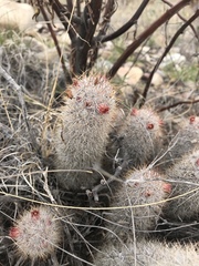 Mammillaria pottsii