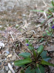 Viola inconspicua nagasakiensis