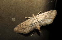 Parapoynx crisonalis
