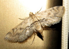 Parapoynx crisonalis