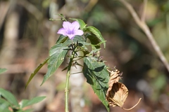 Ruellia breedlovei