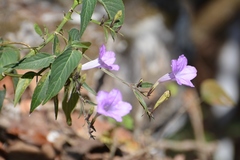Ruellia breedlovei