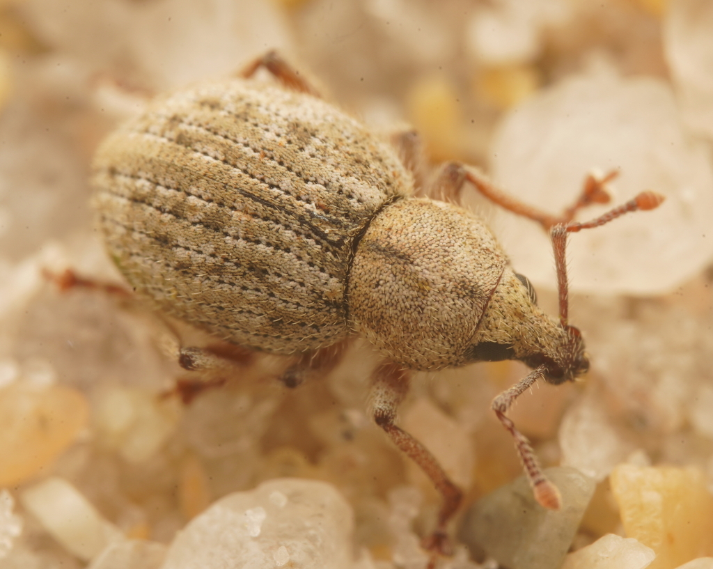 Pseudotimareta subterranea