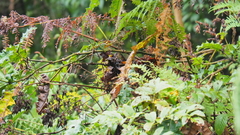 Trioceros