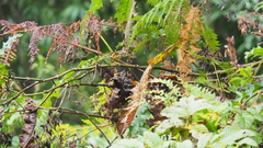 Trioceros