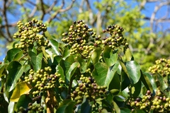 Oreopanax platyphyllus