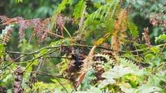 Trioceros
