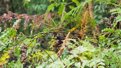 Trioceros
