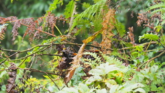Trioceros