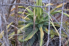 Agave kewensis