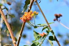 Pseudogynoxys haenkei