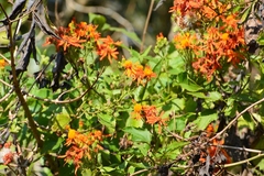 Pseudogynoxys haenkei