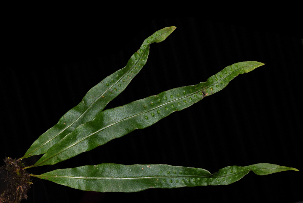 Lepisorus scolopendrium (Lepisorus scolopendrium)