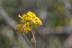 Sinclairia discolor