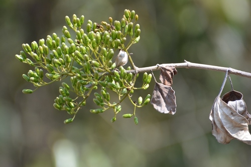 Sinclairia discolor, photograph 5
