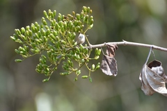 Sinclairia discolor
