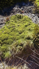 Kelleria childii