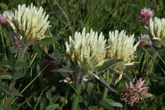 Trifolium ochroleucon