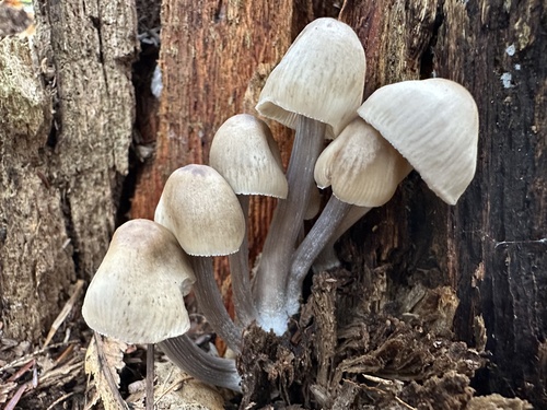 Mycena inclinata