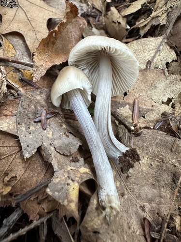 Mycena inclinata (Photo 2 of 4)
