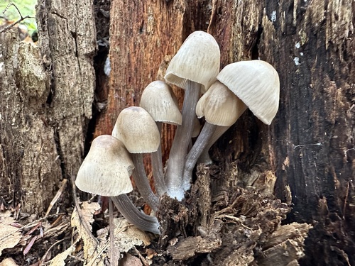 Mycena inclinata (Photo 3 of 4)