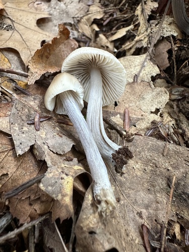 Mycena inclinata (Photo 4 of 4)