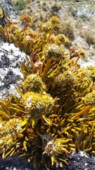 Aciphylla simplex
