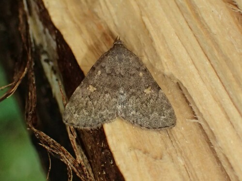 Common Idia Moth