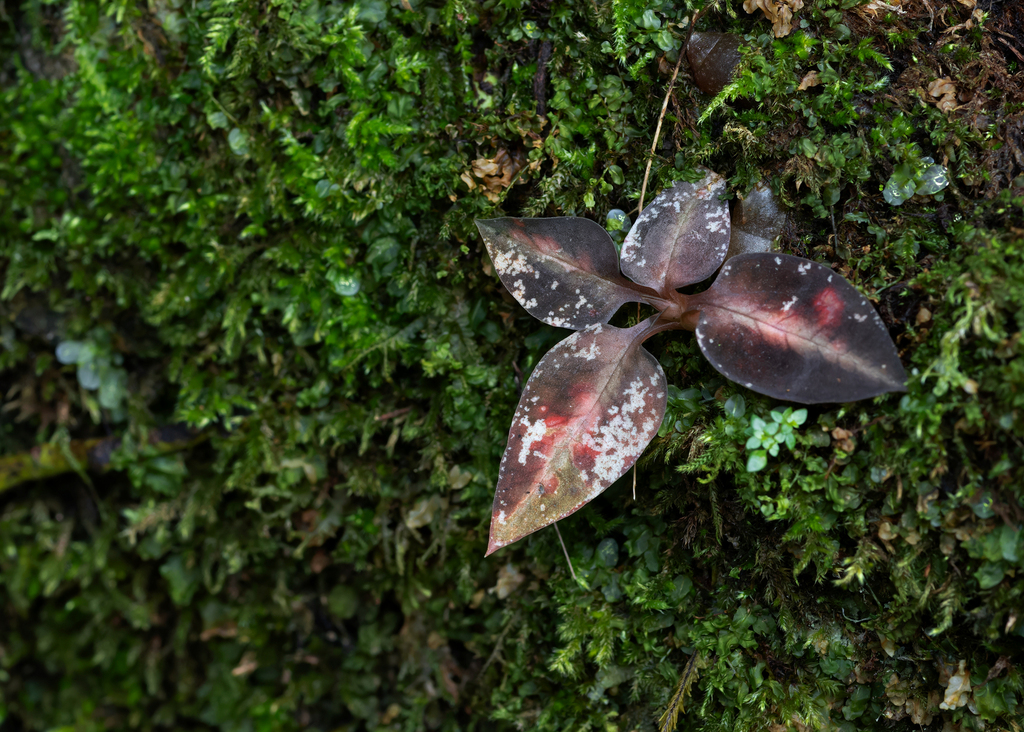 Cheirostylis thailandica