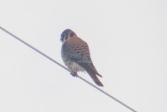 Falco sparverius sparverius