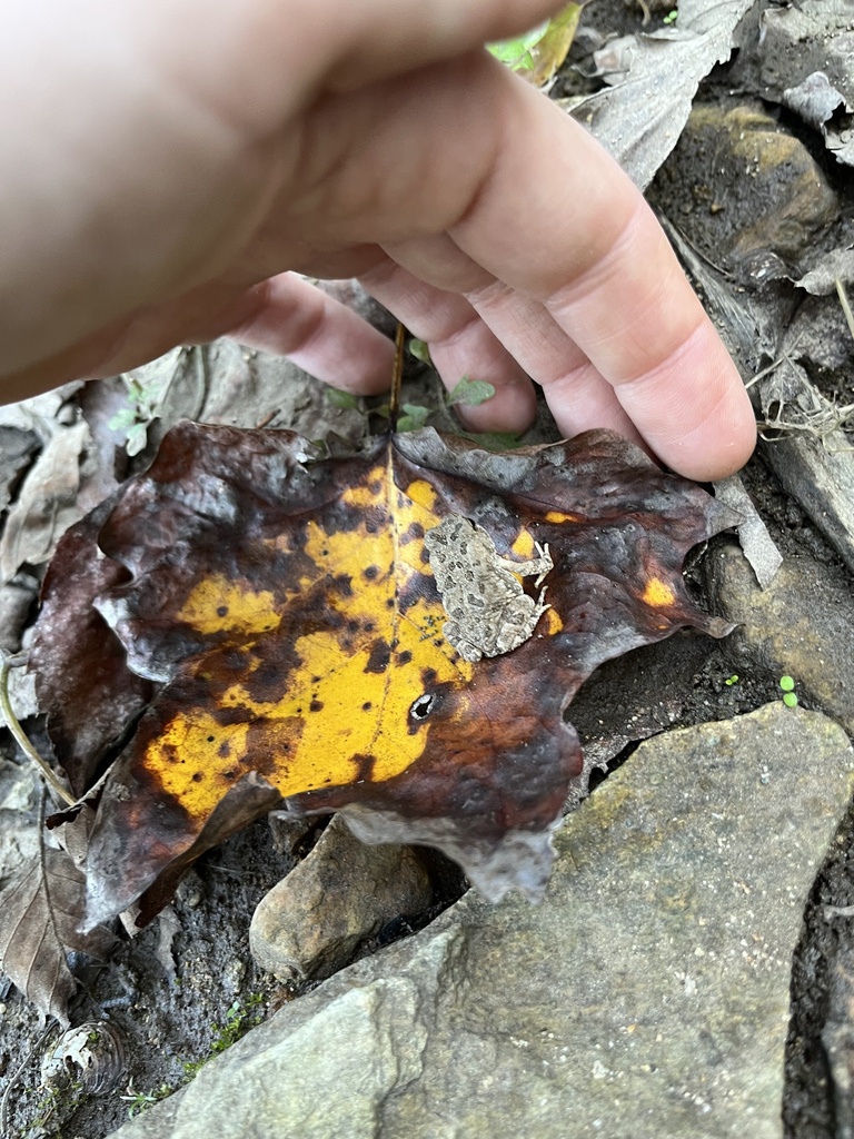 Fowler's Toad from Chapel Hill, NC, US on October 19, 2023 at 05:56 PM ...