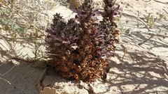 Aphyllon cooperi cooperi