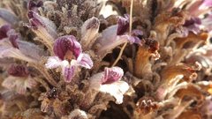 Aphyllon cooperi cooperi